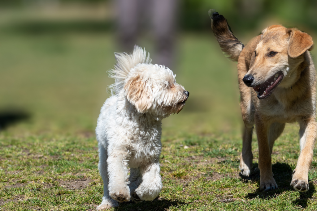 Wat kost een dierenverzekering?