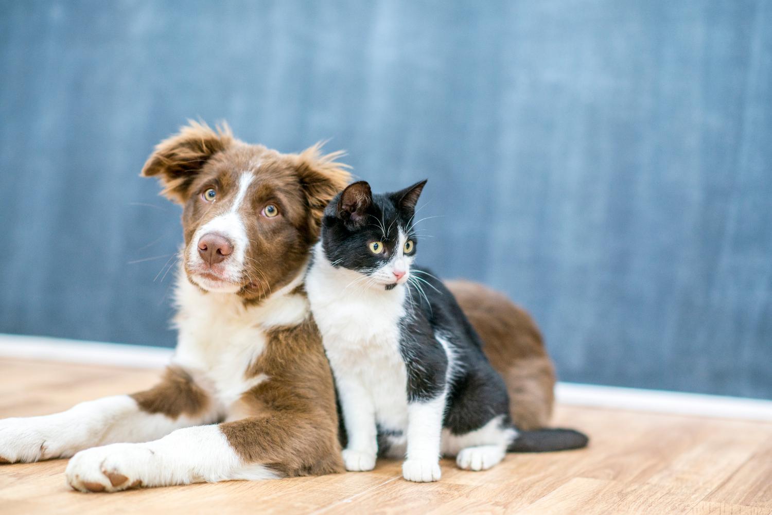 Is een huisdierenverzekering nodig?