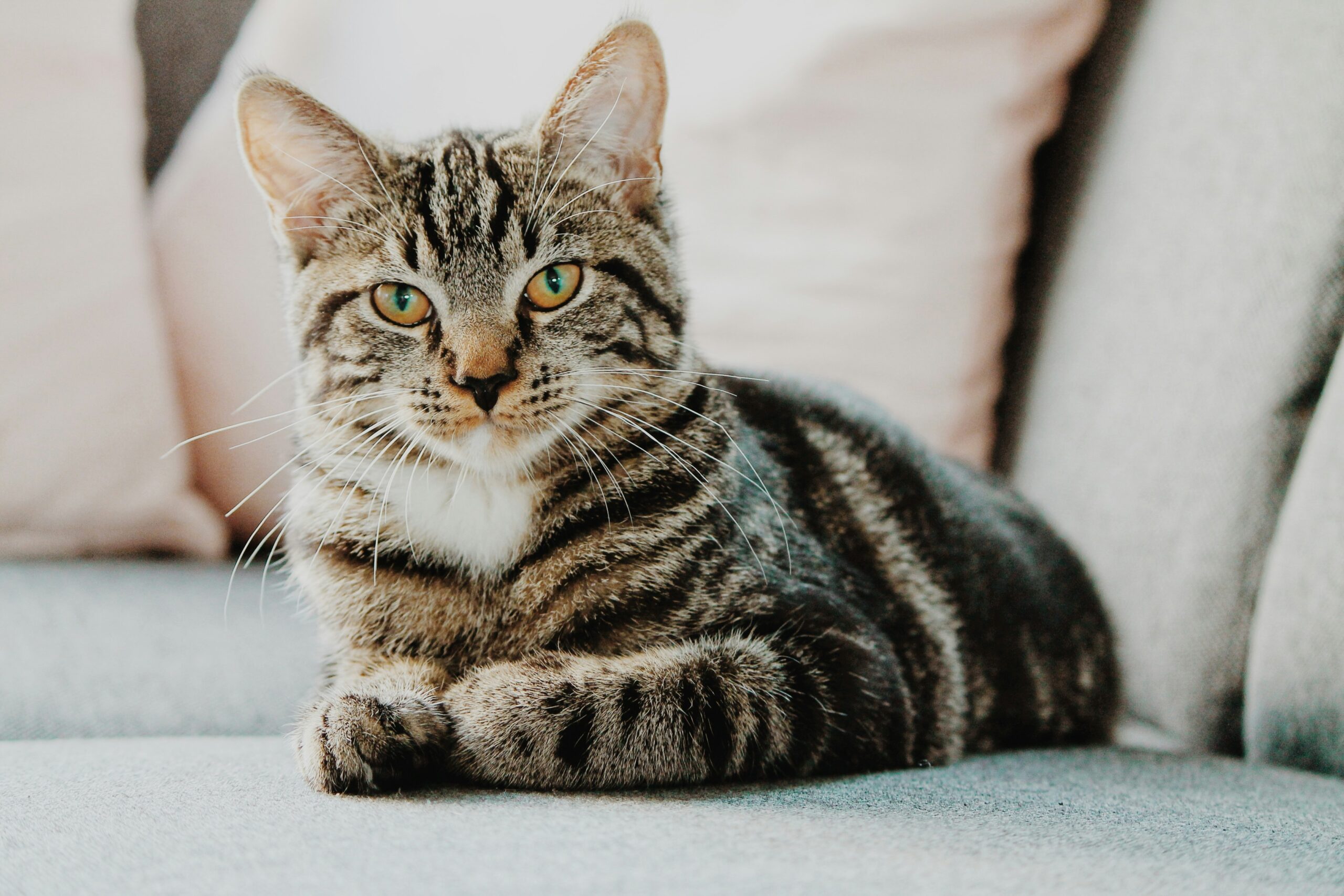 is een kattenverzekering het geld waard?