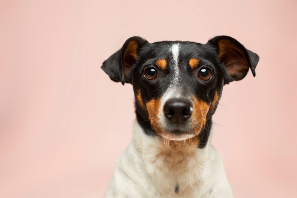 Wat kost het laten inslapen van een hond? Alle kosten