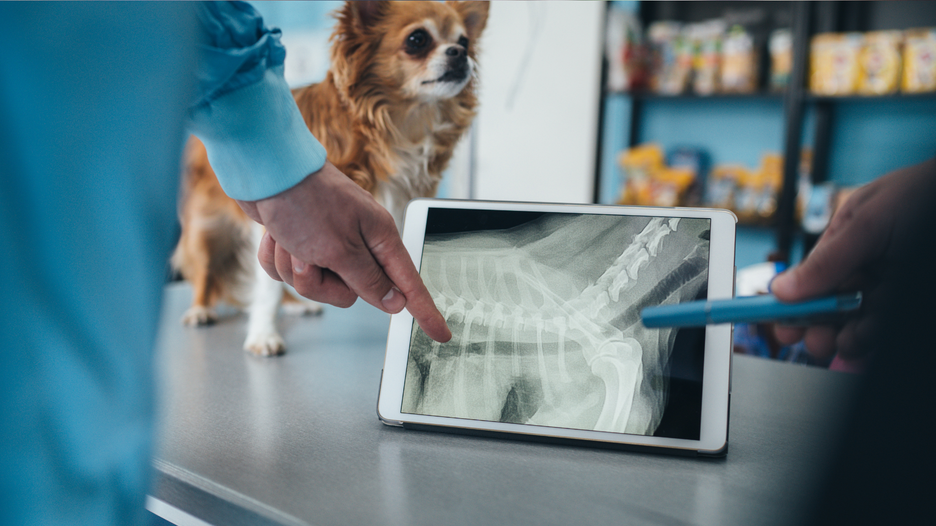 Wat kost een röntgenfoto bij een hond?