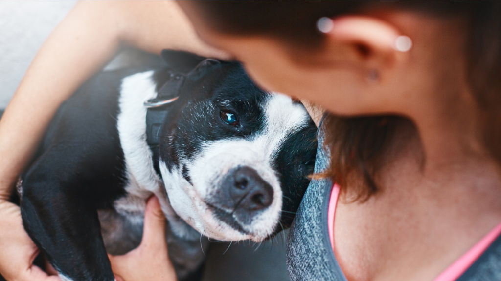 Hond steriliseren kosten