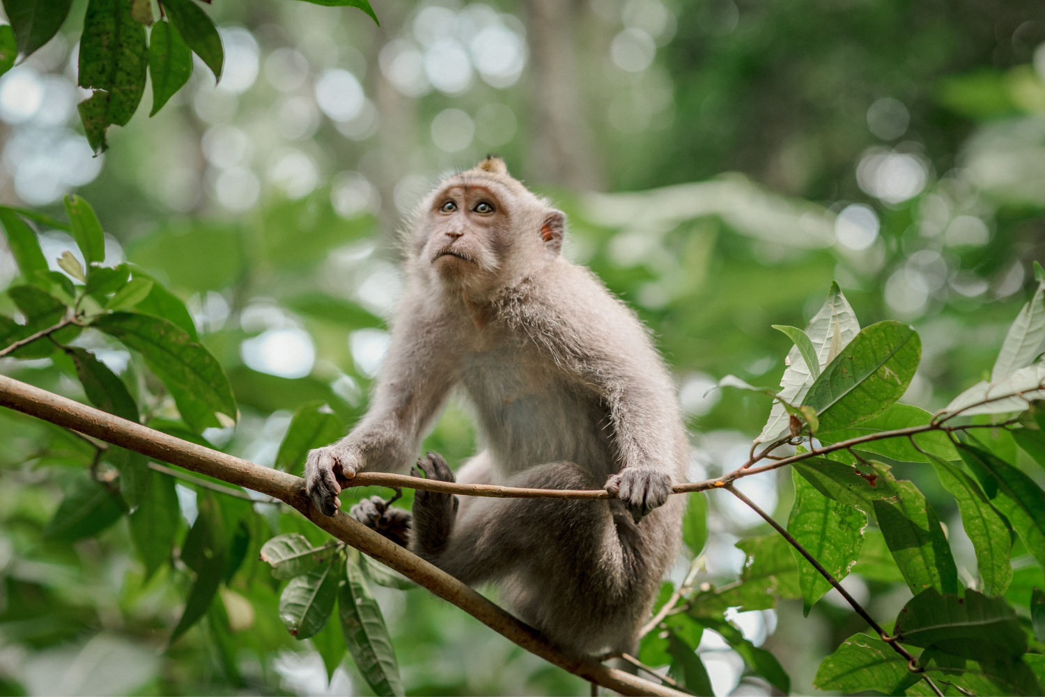 In welke landen mag je een aap als huisdier?