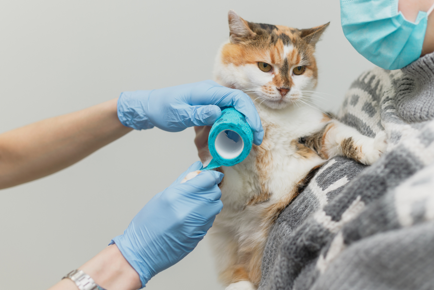 kosten bloedonderzoek kat